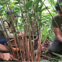 Captured tigers to be released to the wild