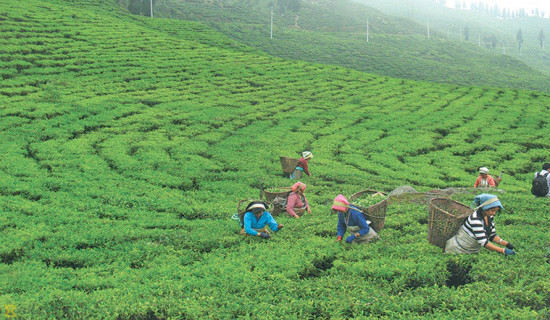 After a decade, cardamom price exceeds Rs. 100,000/40 kg