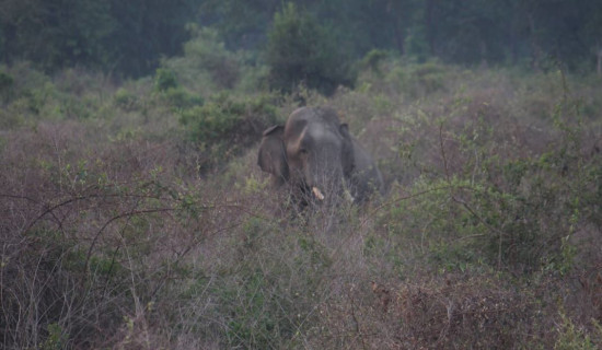 Wild elephants stealing sleep of Damak locals