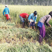 12 houses affected by monsoon disaster  at risk in Kune village