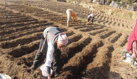 15 million appropriated for commercial potato farming