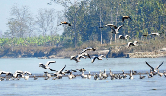 Migratory birds flock Narayani River