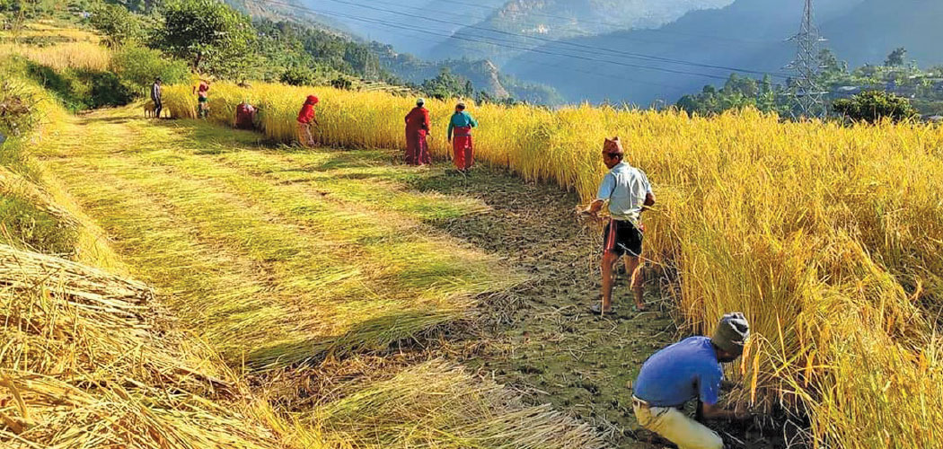 Agricultural labour shortage in Mahottari