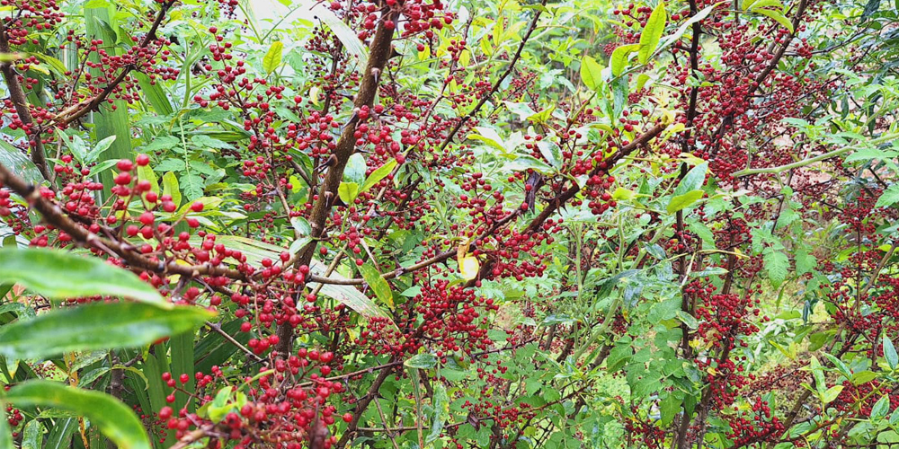 Farmers elated as Nepali pepper, Timur, farming yields good income