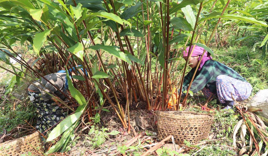 Cardamom price goes up, farmers say it will help cover past losses