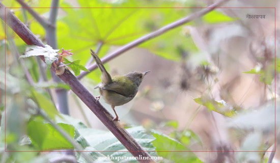 Spiny babbler spotted