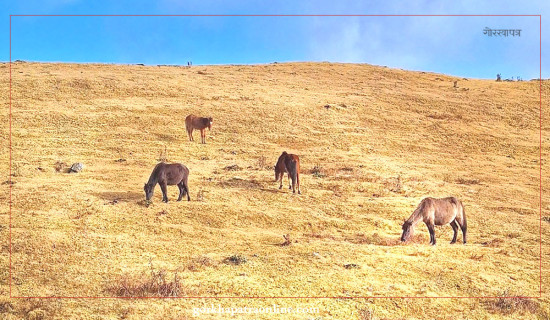 Horses grazing at  Mayungdanda