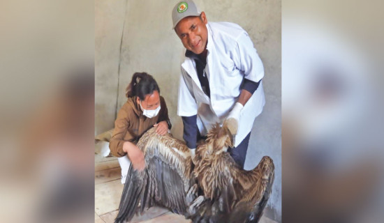 Singh conducts solo campaign to conserve endangered vultures