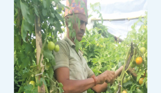 Tomato venture brings prosperity to former