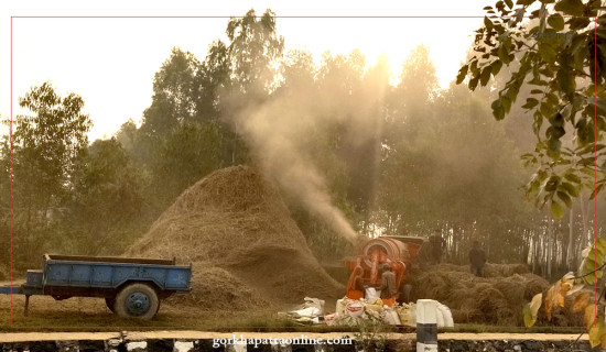 Farmers bringing newly threshed rice home