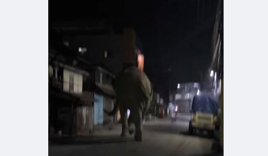 Wild elephant roaming in Jhiljhile, Jhapa, causing panic among locals