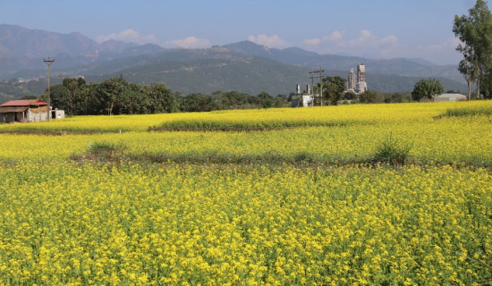 Mustard fields turn yellow in Makawanpur: In pictures