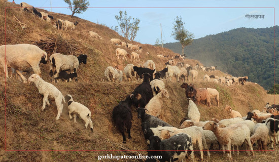 Flocks of sheep grazing