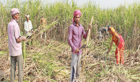 Govt fixes sugarcane price