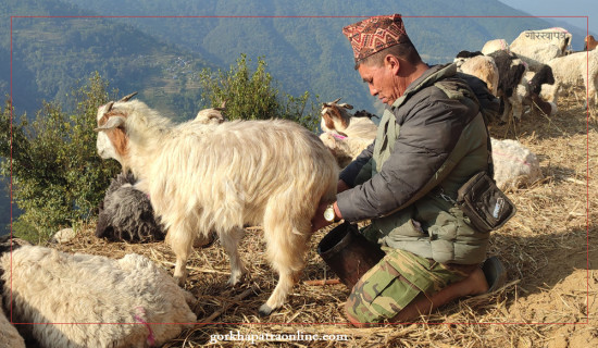 Shepherd milking goat