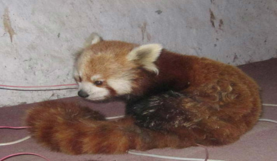 Jumla takes initiation to conserve endangered red panda