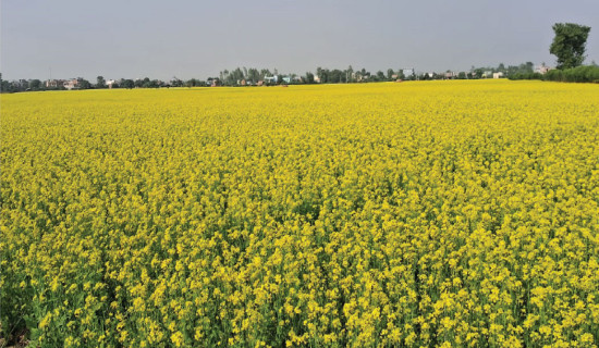 Mustard yield likely to increase in Nawalpur