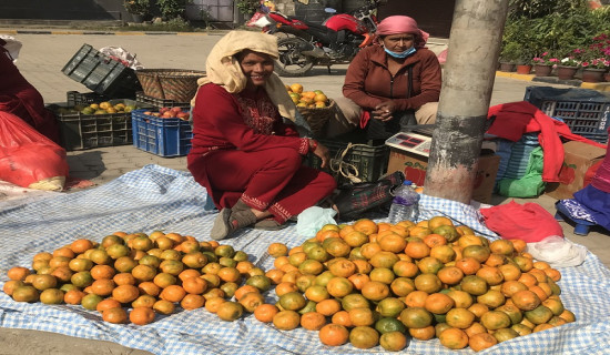 Orange worth Rs. 30 million sold from Tanahun's single ward