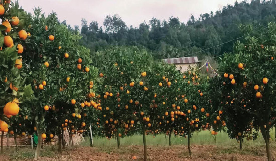 Farmers happy from earning of sweet orange farming