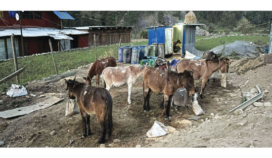 After road construction, 500 Humla mule owners become jobless