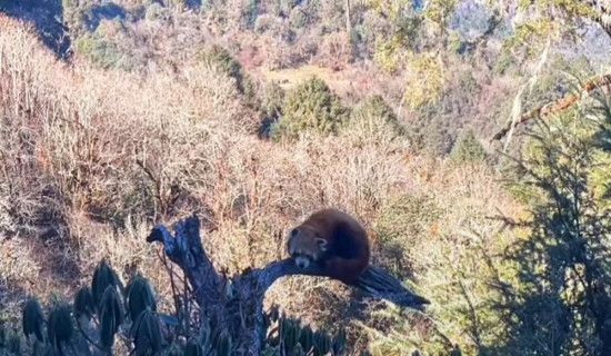 Red Panda sighted at Muna of Myagdi