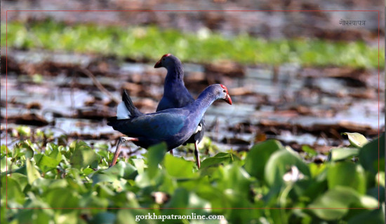 Local inhabitant Kurma bird