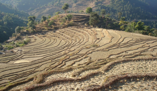 Public holiday announced in Bhimsen Thapa rural municipality