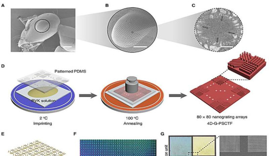 Chinese researchers develop polarization photodetector mimicking desert ant