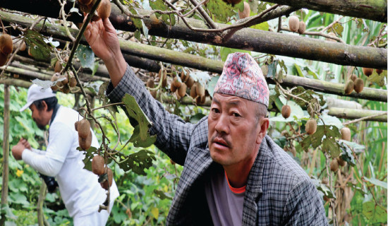 Dhankuta farmers attracted to commercial kiwi farming