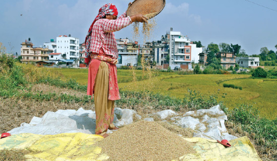 Paddy production likely to set new record this year