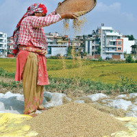 Budget size likely to shrink in Lumbini Province