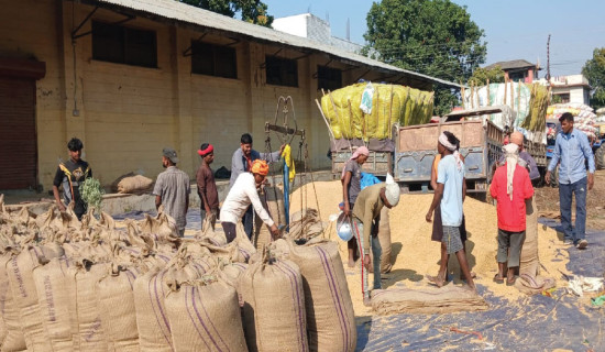 FMTC Nepalgunj purchases paddy worth over Rs. 90 million