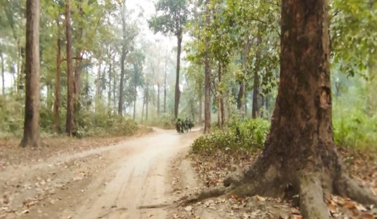 Permission for tree cutting granted for Madan Bhandari Highway