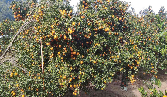 Syangja produces oranges worth Rs. 1.12 billion