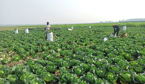 Farmers preparing to take their produce to market