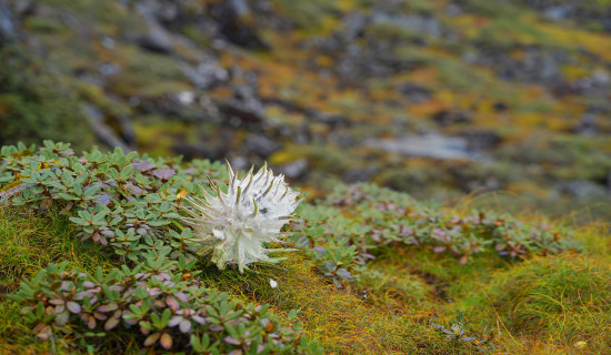 Himalayan herb Mycopilla