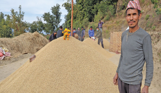 Couple tilling leased land in Panchthar produce 174 muri of paddy