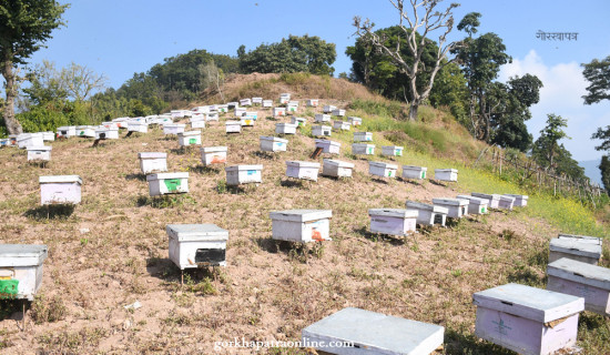 Beekeeping of Shreedhan