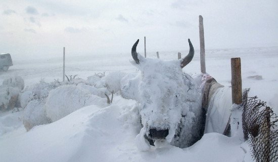 Snow covers over 60 pct of Mongolian territory