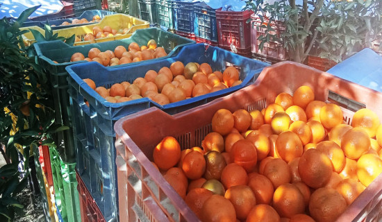 Salyan farmers make fruitful income by selling oranges