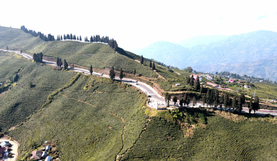 Kanyam Tea Garden