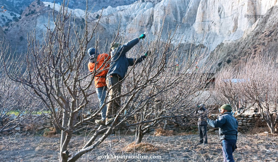 Farmers pruning apple trees in Mustang