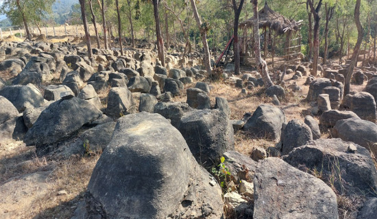 Merigold farming in Kapilvastu