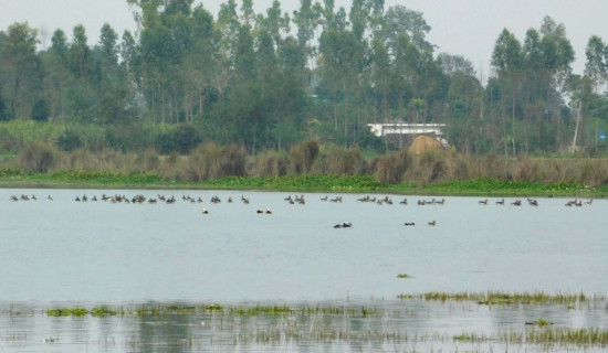 Necessity to conserve bird habitat in Puraini Lake