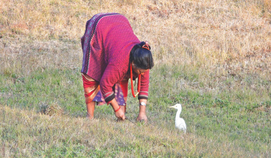 Millet farming expanded in rural parts of Myagdi