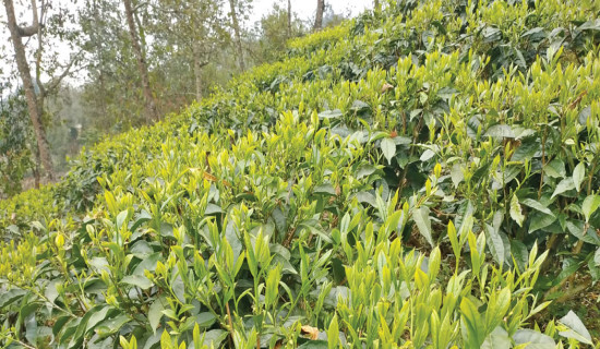 Tea leaves being wasted in absence of processing plant