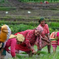 Kavrepalanchowk's Majhi community observe Pitara ritual