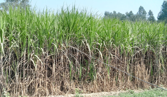 Sugarcane farmers elated after timely payment from industries