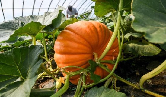 New technology helps measure taste, quality of pumpkins