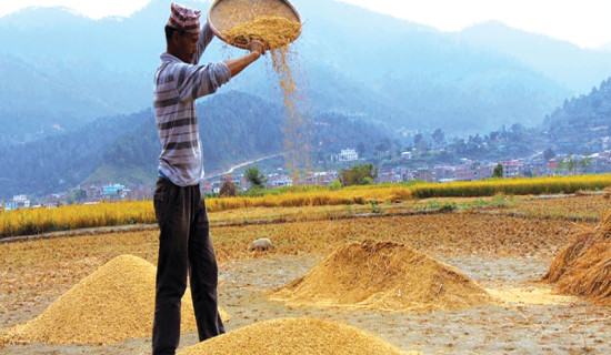 Nepal records bumper paddy production this year